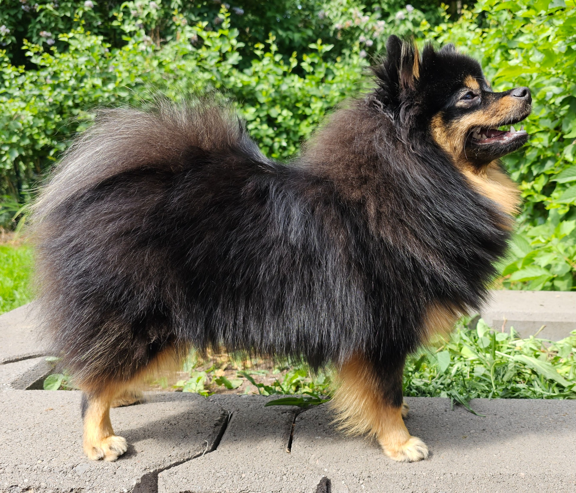 Pienenpolun Ihastuttava Everly