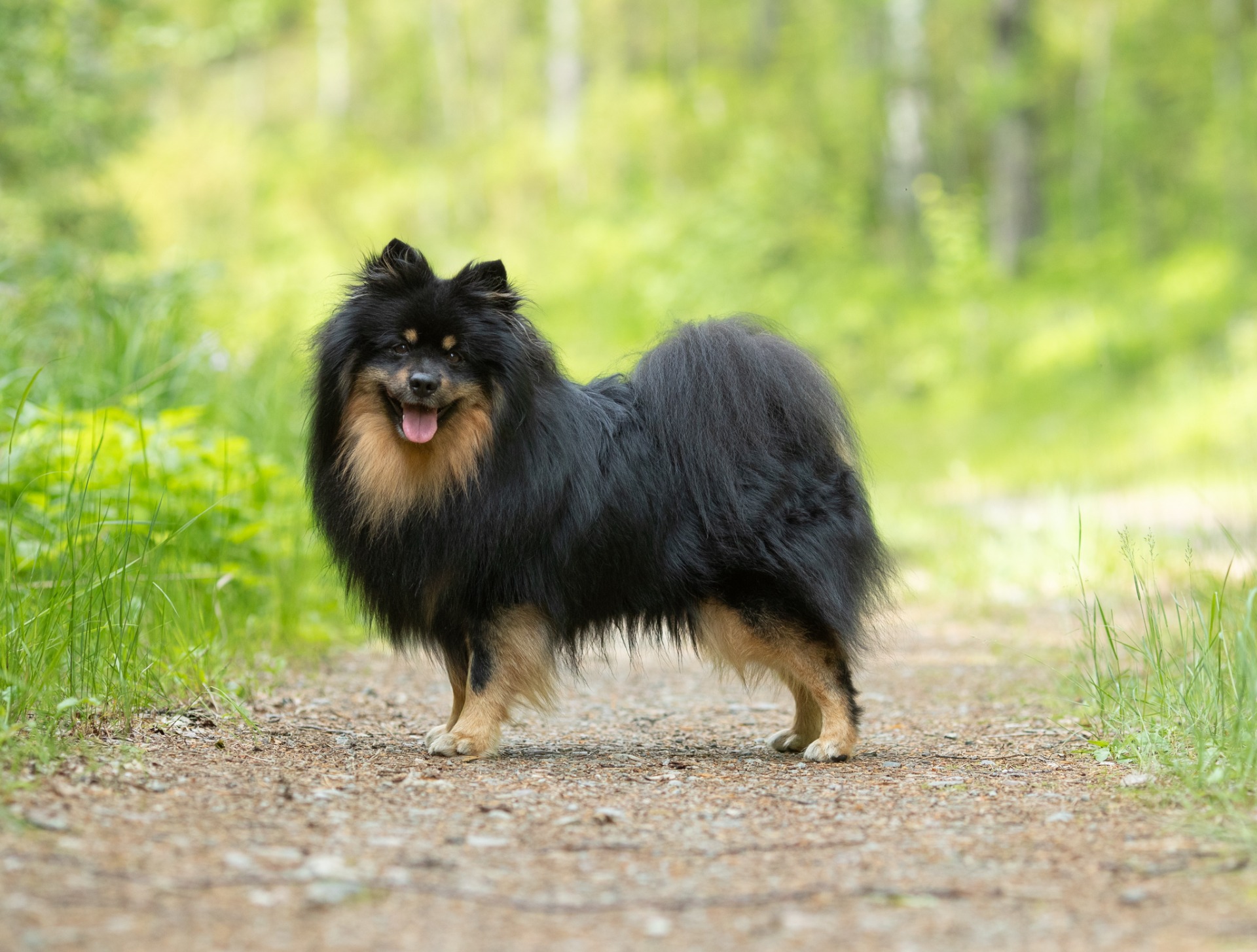 Pienenpolun Mahtava Manu